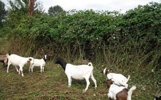 Black, white, and brown goats grazing in a field