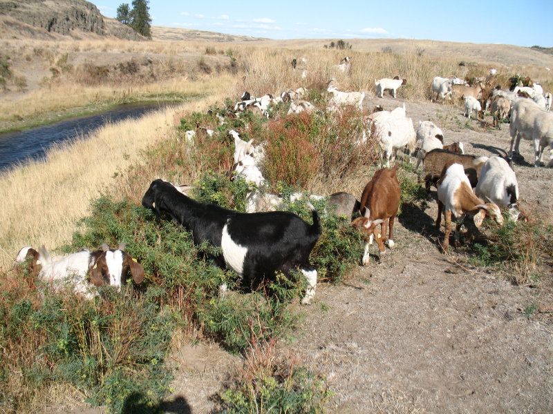 Vegetation Clearing Goats