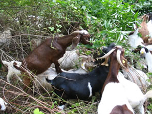 Black, white, and brown goats grazing on a bush