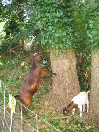 removing_ivy_off_trees