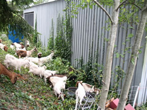 Healing Hooves Goats being used for clearing weeds near a shed