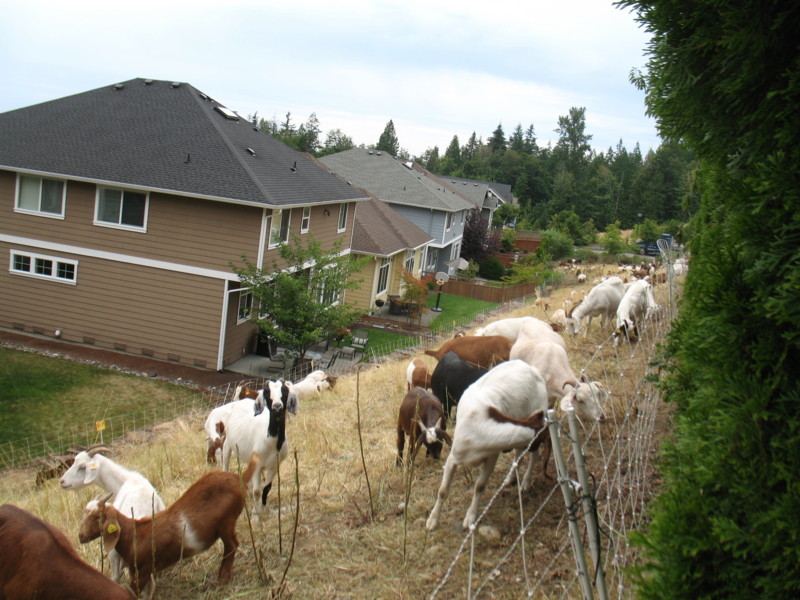 Goat Rental for Vegetation in Washington State